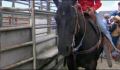 dr dolittle 3-avi_1000_164.jpg